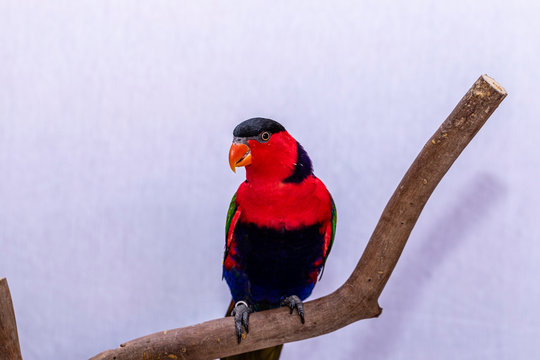 Lorry parrot lory (Lorius lory) on wooden perch with white background.