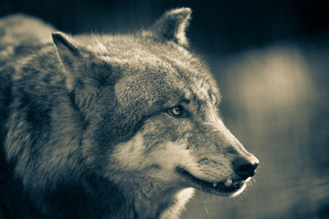 Fototapeta premium Scary dark gray wolf (Canis lupus)