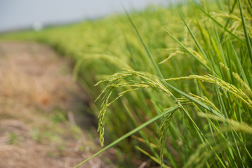 Thai jasmine rice, Thai jasmine rice, Thai jasmine rice farm, Thai jasmine rice background