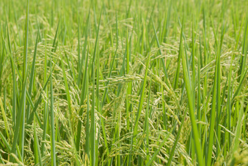 Fototapeta na wymiar Thai jasmine rice, Thai jasmine rice, Thai jasmine rice farm, Thai jasmine rice background