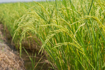 Thai jasmine rice, Thai jasmine rice, Thai jasmine rice farm, Thai jasmine rice background