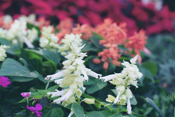 beautiful white salvia flower in the garden