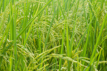 Thai jasmine rice, Thai jasmine rice, Thai jasmine rice farm, Thai jasmine rice background