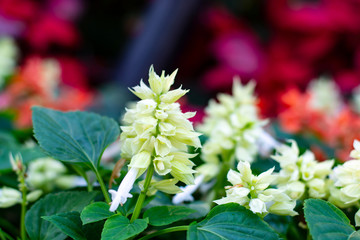 beautiful white salvia flower in the garden