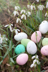 Easter quail eggs with snowdrop flowers, spring time in forest, background. Easter composition. Greeting card design, postcard. Close up. Sun rays.