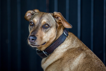 hübscher Hund vor einem Tor