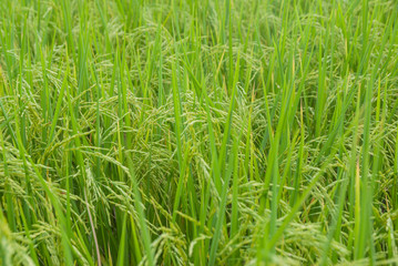 Thai jasmine rice, Thai jasmine rice, Thai jasmine rice farm, Thai jasmine rice background
