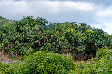 Fototapeta na wymiar Eco farming on La Palma island, plantations with organic mango trees with sweet ripe mango fruits ready for harvest, Canary islands, Spain