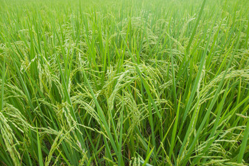 Thai jasmine rice, Thai jasmine rice, Thai jasmine rice farm, Thai jasmine rice background
