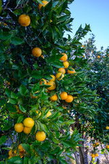 Orange tree with many sweet organic yellow citrus fruits