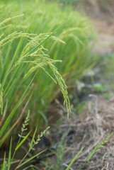 Thai jasmine rice, Thai jasmine rice, Thai jasmine rice farm, Thai jasmine rice background