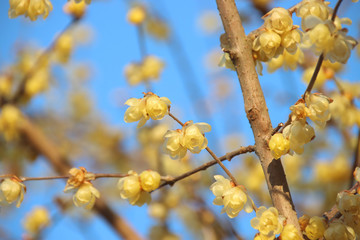 蠟梅　栃木県茂木町　城山公園