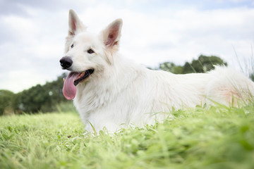 white sheppered laying in the grass