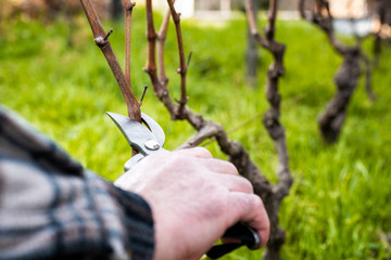 Close-up of a vine grower hand. Prune the vineyard with professional steel scissors. Traditional...