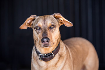 hübscher Hund vor einem Tor