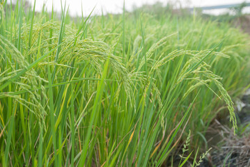 Thai jasmine rice, Thai jasmine rice, Thai jasmine rice farm, Thai jasmine rice background