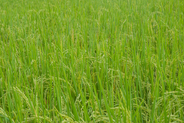 Thai jasmine rice, Thai jasmine rice, Thai jasmine rice farm, Thai jasmine rice background