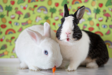black and white bunny looking forward while white bunny is eating next to him