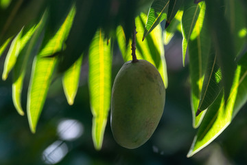 Eco farming on La Palma island, plantations with organic mango trees with green unripe mango fruits...