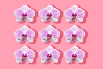 frame of white and magenta orchids with prominent shadow pattern on a pink background