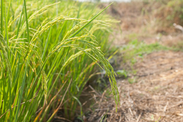 Thai jasmine rice, Thai jasmine rice, Thai jasmine rice farm, Thai jasmine rice background