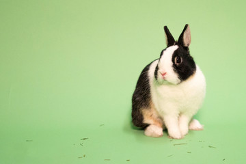 dutch dwarf bunny © Maxime