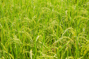 Thai jasmine rice, Thai jasmine rice, Thai jasmine rice farm, Thai jasmine rice background
