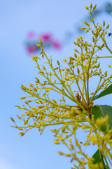 Cultivaion of healthy avocado fruits on La Palma island, Canary islands in Spain, blossom of young avocado trees growing on plantations in mountains