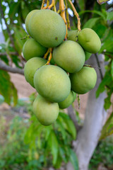 Eco farming on La Palma island, plantations with organic mango trees with green unripe mango fruits ready for harvest, Canary islands, Spain