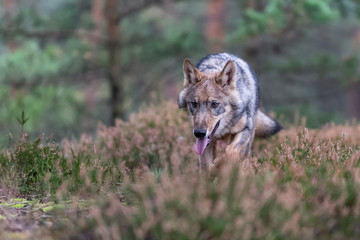 Fototapeta premium Lone wolf running in autumn forest Czech Republic