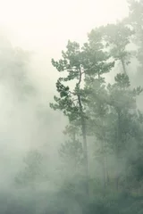 Schilderijen op glas fog in the forest poster © mandan1