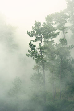 Fototapeta fog in the forest poster