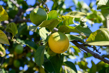 Yellow lemons citrus fruits hanging on lemon tree ready for harvest