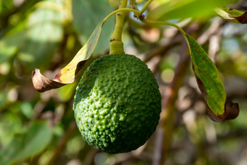 New harvest on avocado trees plantations on La Palma island, Canary islands, Spain