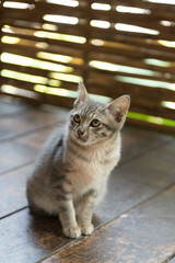 Portrait shot of a cat