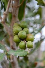 Evergreen macadamia free with ripe green nuts in shell ready for harvest