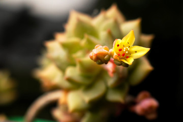 Fototapeta na wymiar flower