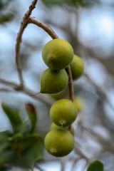 Evergreen macadamia free with ripe green nuts in shell ready for harvest
