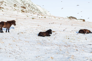 Fototapeta premium Icelandic horses walk in the winter in the snow on a hillside