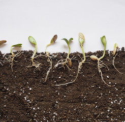 Sprouted seeds with leaves and roots are ready for planting.