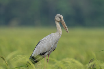 Obraz na płótnie Canvas The Asian Openbill Stork (Anastomus oscitans) is a large wading bird in the stork family Ciconiidae. This distinctive stork is found mainly in the Indian subcontinent and Southeast Asia.