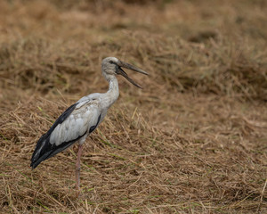 The Asian Openbill Stork (Anastomus oscitans) is a large wading bird in the stork family Ciconiidae. This distinctive stork is found mainly in the Indian subcontinent and Southeast Asia.
