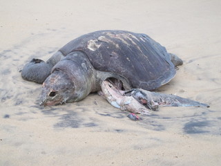 dead turtle on Puri beach