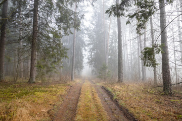  A forest in fog, a mysterious forest