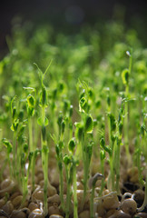 Peas micro green confetti macro home growing photo. Raw food inspiration.