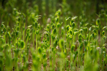 Peas micro green confetti macro home growing photo. Raw food inspiration.