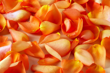 Fototapeta na wymiar Close up photo of orange rose petals