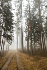  A forest in fog, a mysterious forest