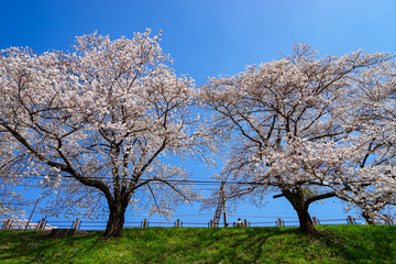Obraz premium 山梨県 勝沼ぶどう郷の甚六桜
