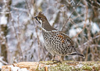  Grouse